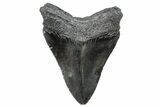 Serrated, Fossil Megalodon Tooth - South Carolina #288183-1